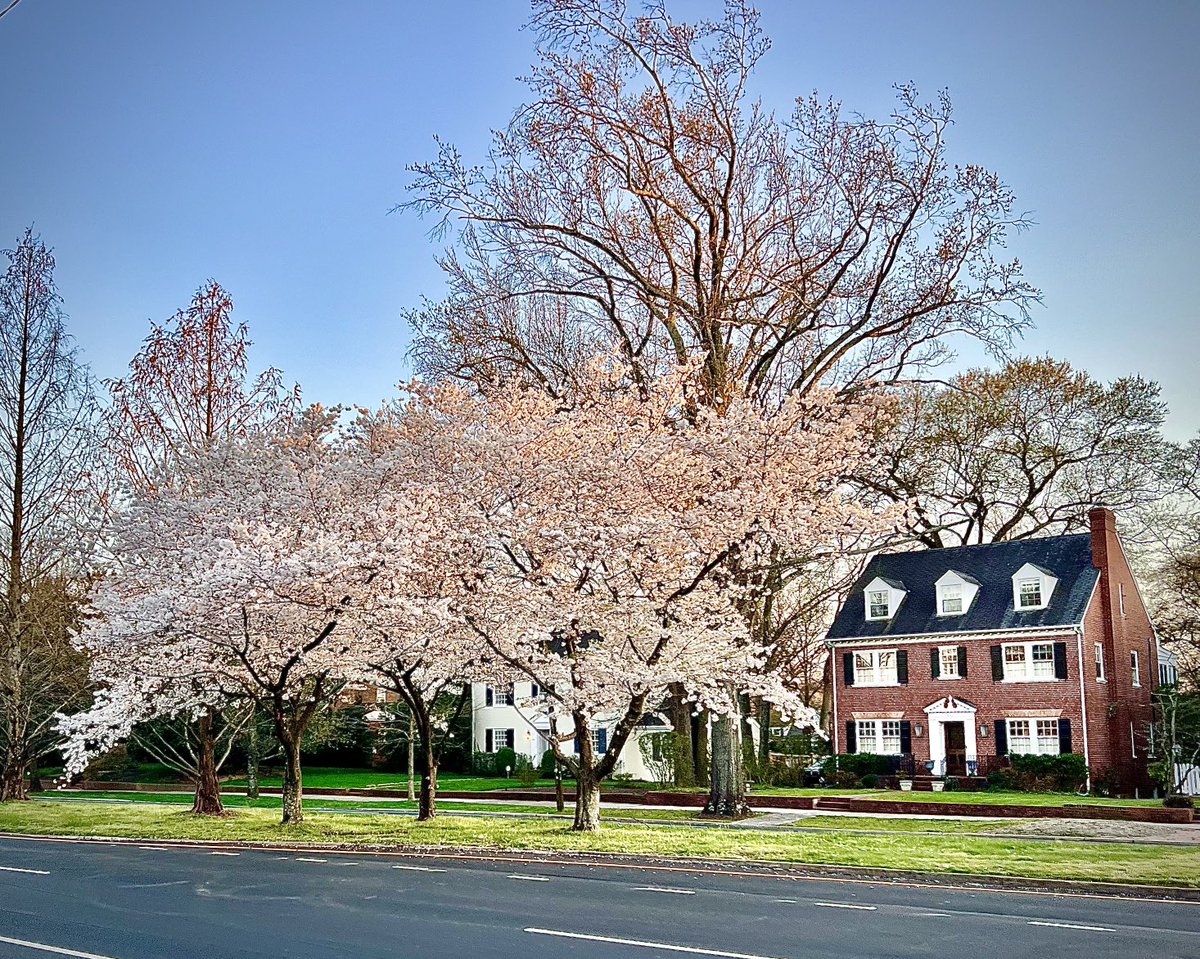 Late March in Tokyo means cherry blossoms in bloom. In Richmond Virginia, dogwoods mark the arrival of spring. This is Monument Avenue, recognized by the American Planning Association as a Great American Street. #streetphotographer @visitrichmond ⁦@CityRichmondVA⁩