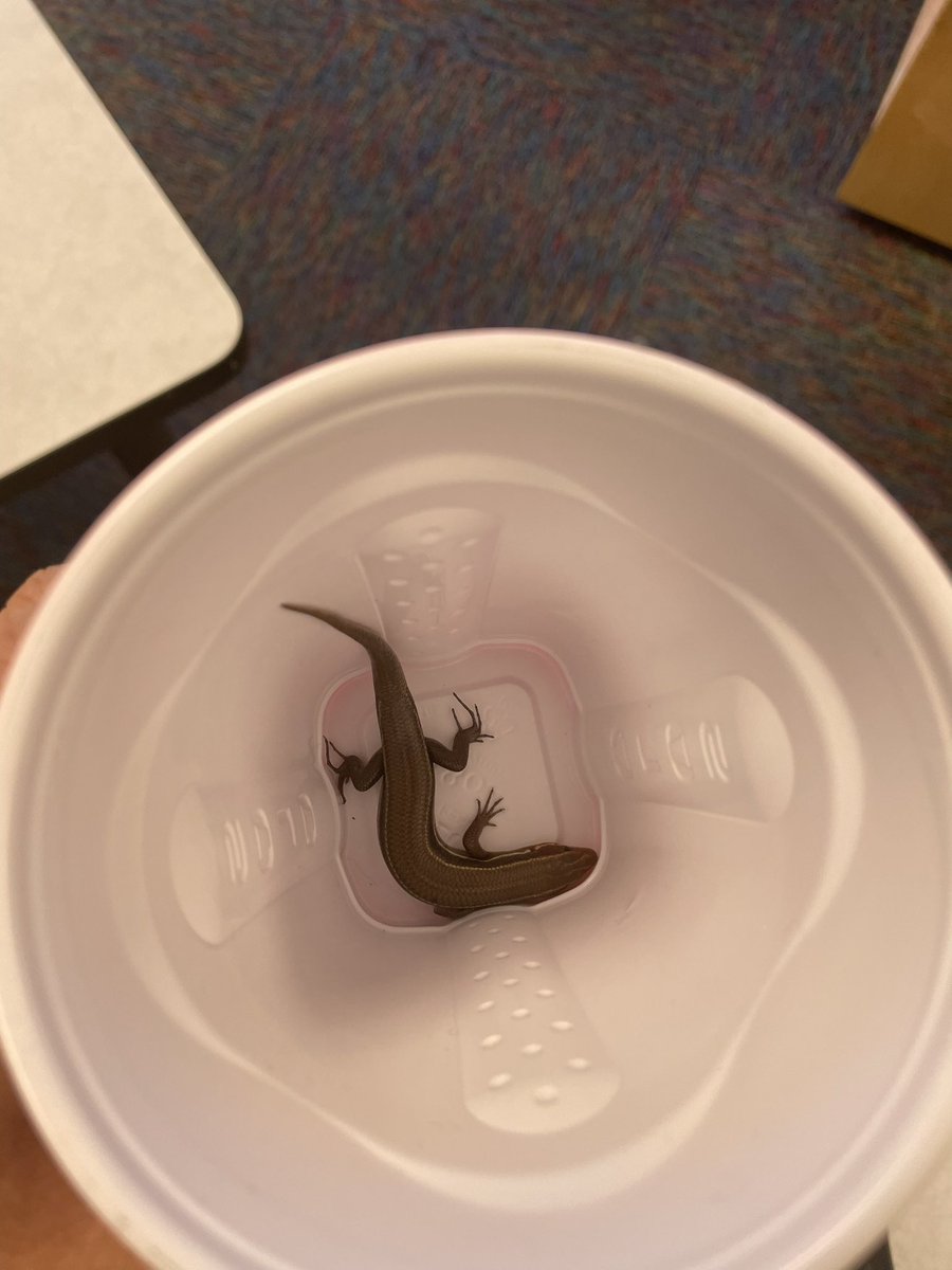 The things you find when working at an environmental school, one of my students found this friend(think it is a skink) inside the classroom this afternoon during dismissal. He or she was caught and let back out to live in nature.🦎<a href="/LHECMES/">Lincoln HeightsECMES</a> #thethingsthatyoufind