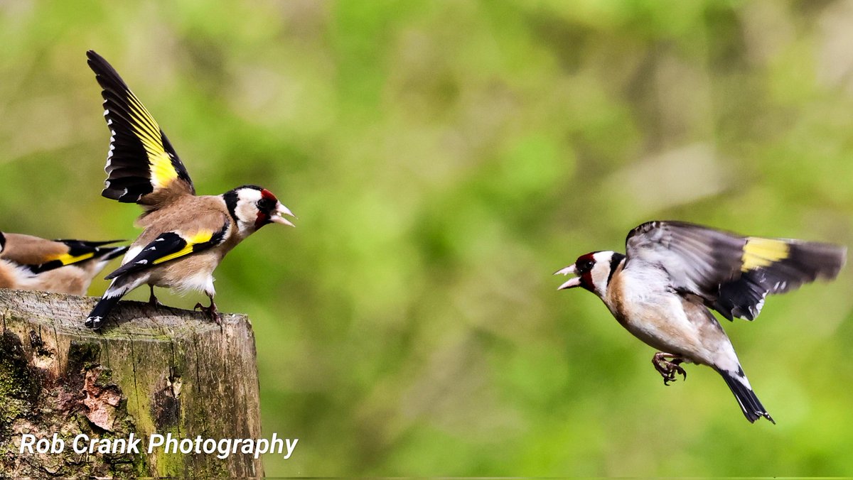 Another one for #Twosday with two Goldfinches about to squabble over who gets the seeds & nuts.
#canonphotography #birdphotography #NaturePhotography #TwitterNaturePhotography #NatureLovers #TwitterNatureCommunity #birds