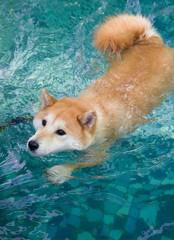 ShibaEveryHour's tweet photo. https://t.co/s3pX6kt1JA