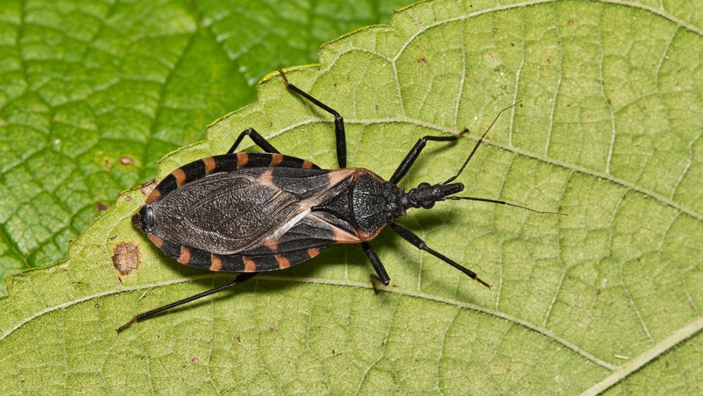 Kissing bugs, vector for Chagas disease, successfully gene edited for first time psu.ag/4b8TOO9