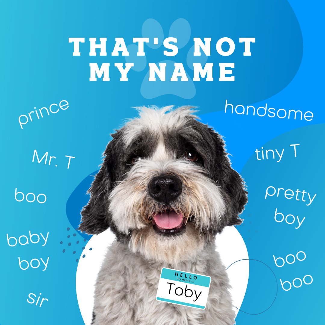 We want to know your pet's name... BUT we REALLY want to know all the nicknames you use instead!

#thatsnotmyname #pawsome #ilovemypet #nuestapets #happypetsmakehappyhumans #thenuestaway #animallover #loveisafourleggedword #petfriendly #petsandpals #furryfriend #nicknames