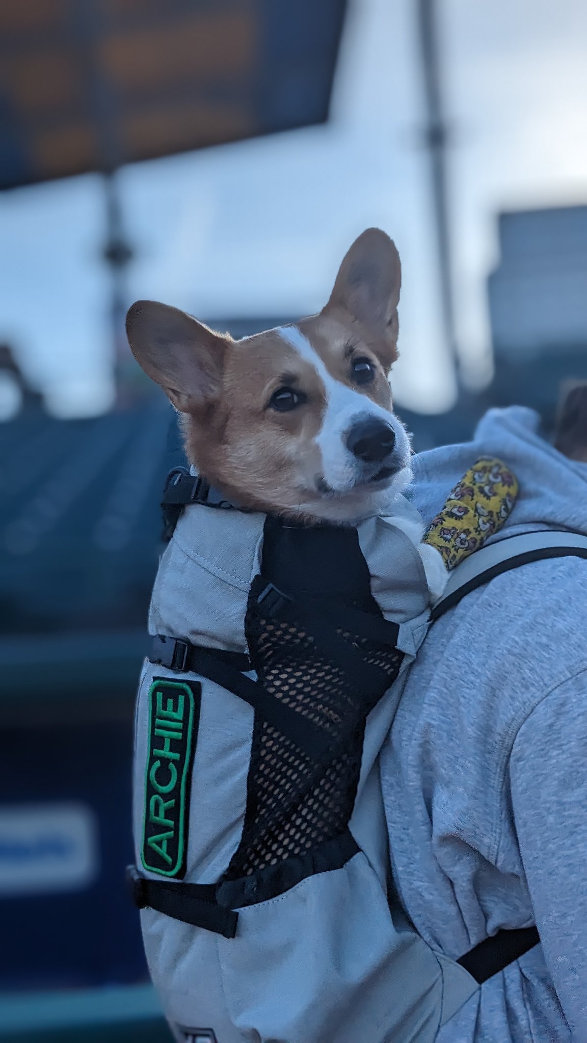 Brooklyn Cyclones on X Corgi backpack Corgi backpack https t DjYCTqQxfS X