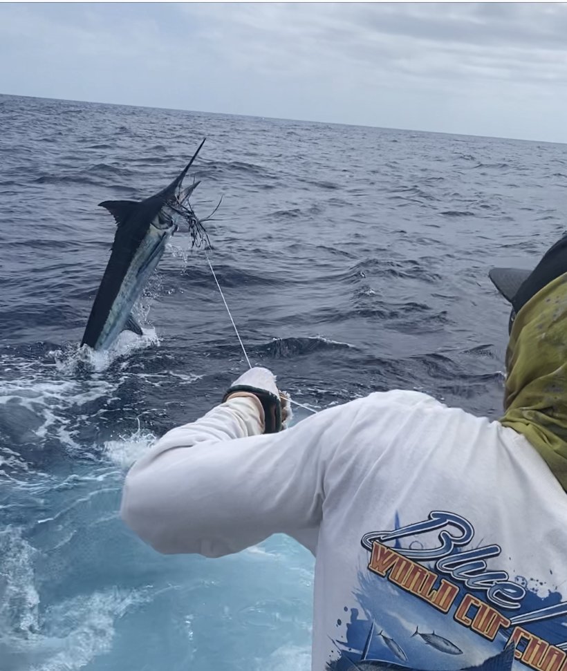 Billfish Report tweet media