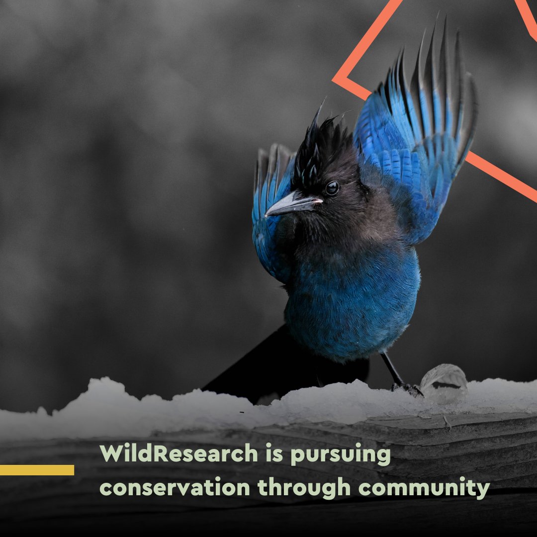 Last year, @WildResearch united 116 community members together by engaging in important work around conservation efforts in BC. Thanks to valuable partnerships like @TeckResources, the Spark Fund supports organizations involved in essential nature conservation efforts in BC.