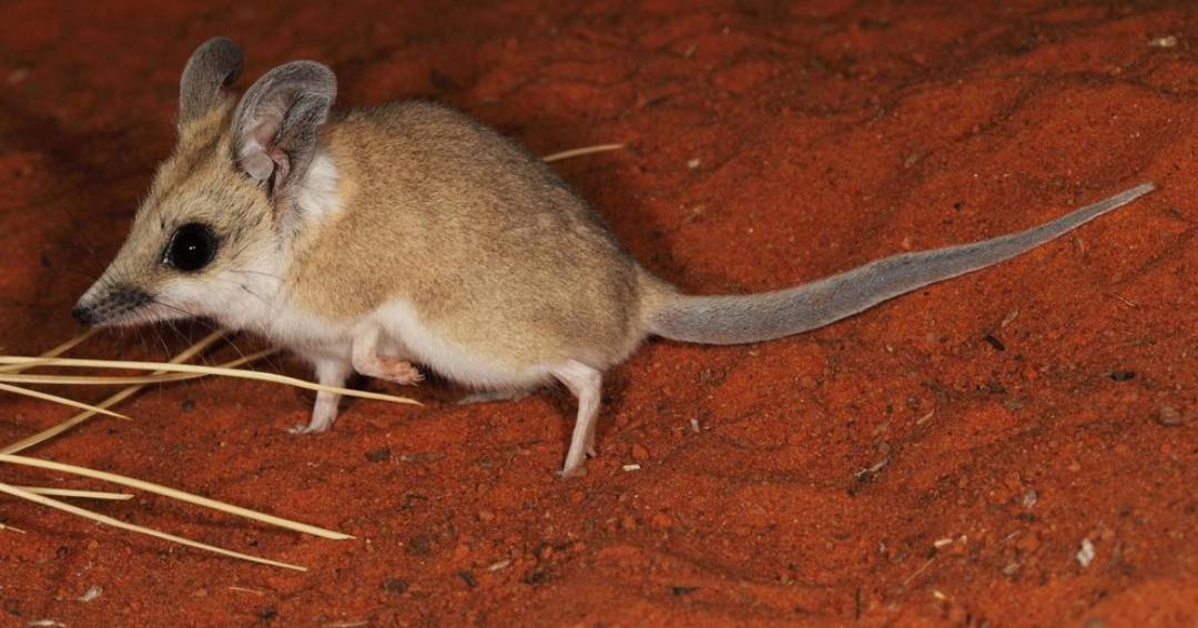 Did you know that this unassuming little marsupial, the Fat-tailed Dunnart (Sminthopsis crassicaudata) is one of the closest living relatives to the Thylacine?🐭 📸Stephen Mahony 📍Ethabuka Reserve, Wangkamadla Country, western Queensland