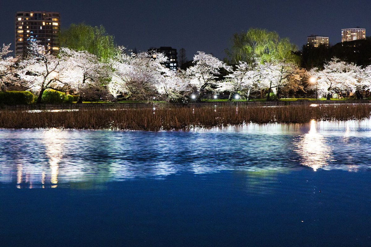 彩りの水面 #写真好きな人と繋がりたい #桜 #夜桜 #cherryblossom