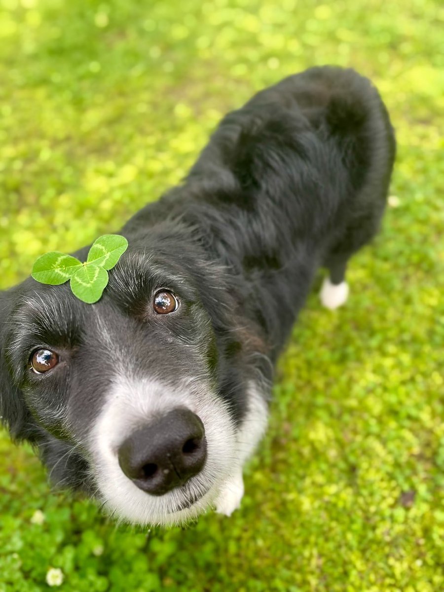 朝んぽ

#ボーダーコリー  #bordercollie #保護犬 #元保護犬 #里親になりまして #犬のいる暮らし

新緑
溢れすぎて
草刈りせな🌿