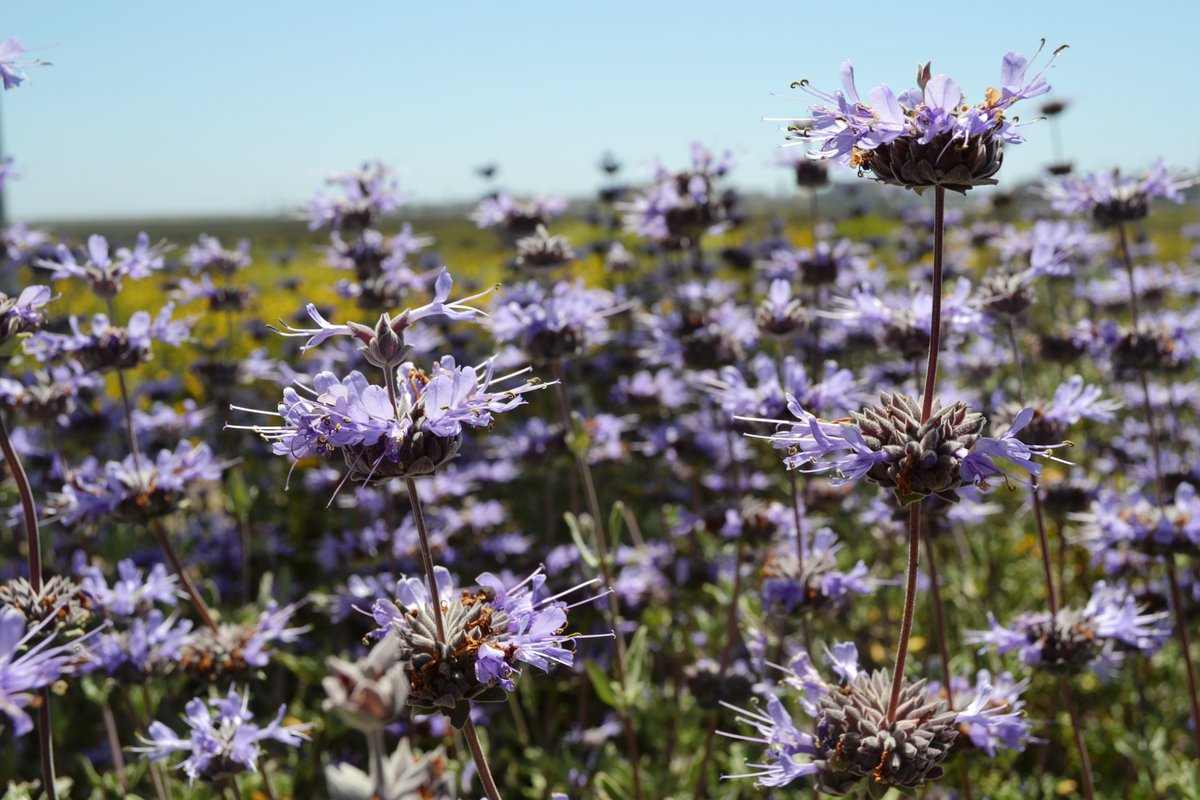 Sage against the machine While other flowers shrivel up, sages are tough-as-nails and reliable bloomers during peak summer heat. Their fragrant, clusters of flowers attract and feed a wide range of pollinators. 📷Lisa Cox/USFWS