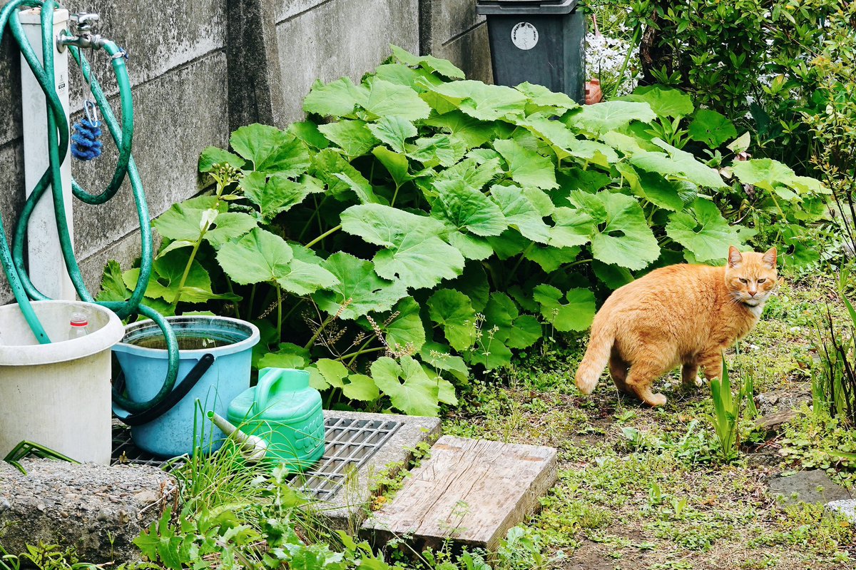 rep1ay's tweet photo. 水飲み場 の、ねこ。
#ねこ #のねこ #のら #そとねこ #猫 #cat #水飲み場 #waterpoint https://t.co/py5uqLGpDz