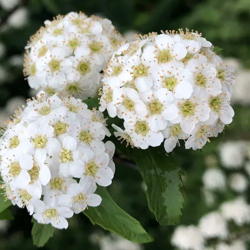 Good morning from Japan!  Have a great day everyone! 😊😉 Tokyo 7:30am  Birth flower of April 24 #ReevesSpirea
