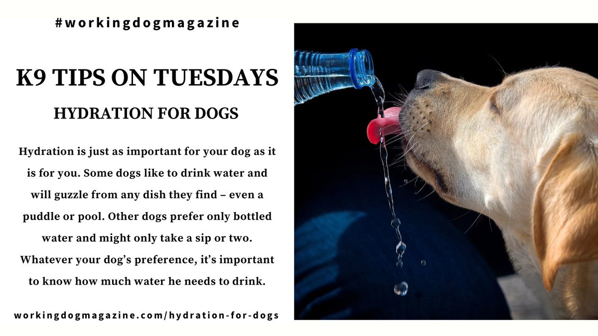 💧 🐾 ℹ️ ⁣⁣⁣⁣ ⁣⁣⁣⁣⁣ @workingdogmag K9 Tips on Tuesdays: Hydration for Dogs ⁣ ⁣⁣⁣⁣⁣⁣⁣⁣⁣⁣⁣⁣⁣ Full article: workingdogmagazine.com/hydration-for-…⁣ ⁣⁣⁣⁣⁣⁣⁣⁣⁣⁣⁣⁣⁣ you deserve a trusted source ⁣⁣⁣⁣⁣⁣ #thinlinemedia #workingdogmagazine #wdtc #dogpeople