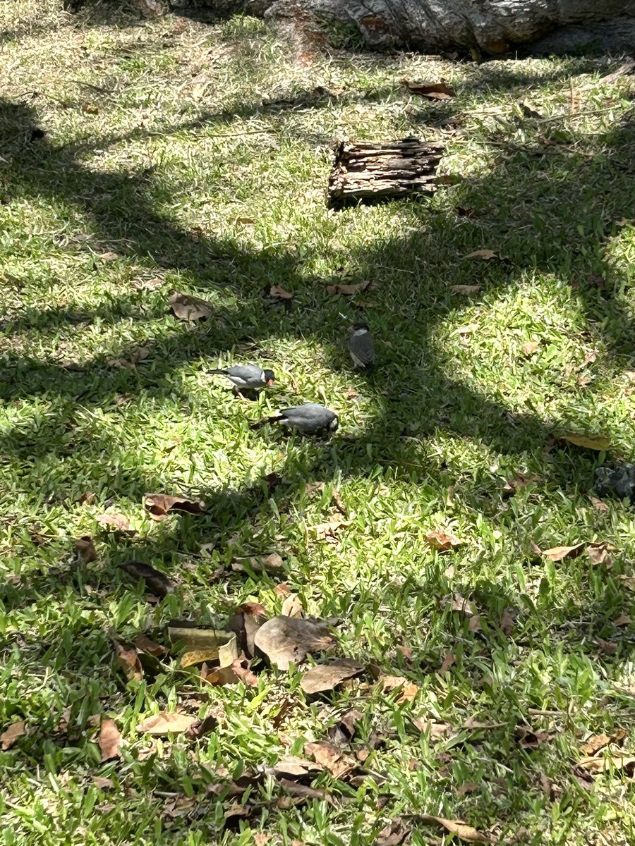 milpisan's tweet photo. 9年ぶりのアラモアナ公園。
文鳥、また会えた。 https://t.co/5SR4yhgmCT