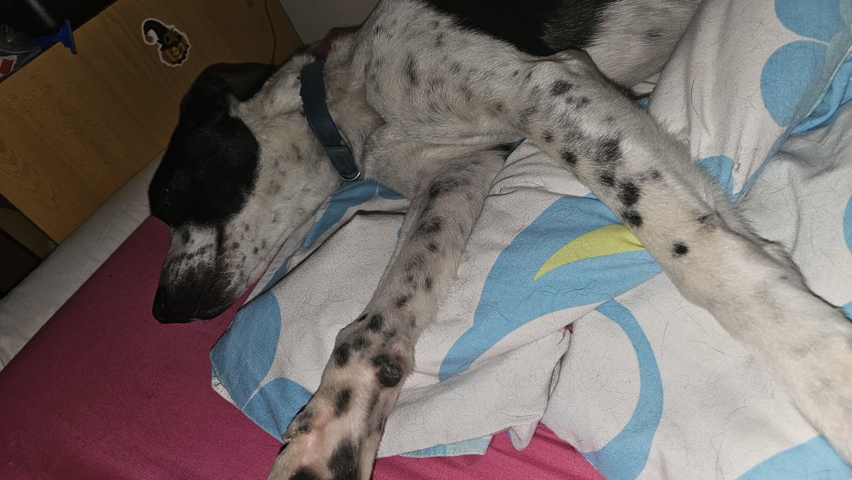 So as many of you know, sadly my last #Dog Max crossed the rainbow Bridge at Easter. He was 13.

Well, I adopted this little fella last Monday!!

Everyone meet Spot!