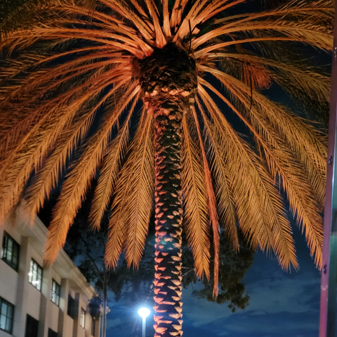 Our uplights are the ultimate way to make any neighborhood a little bit brighter! The best part? The colors that are available to match any season or brand.

#LightingDesign #EventLighting #OutdoorLighting #PalmTrees