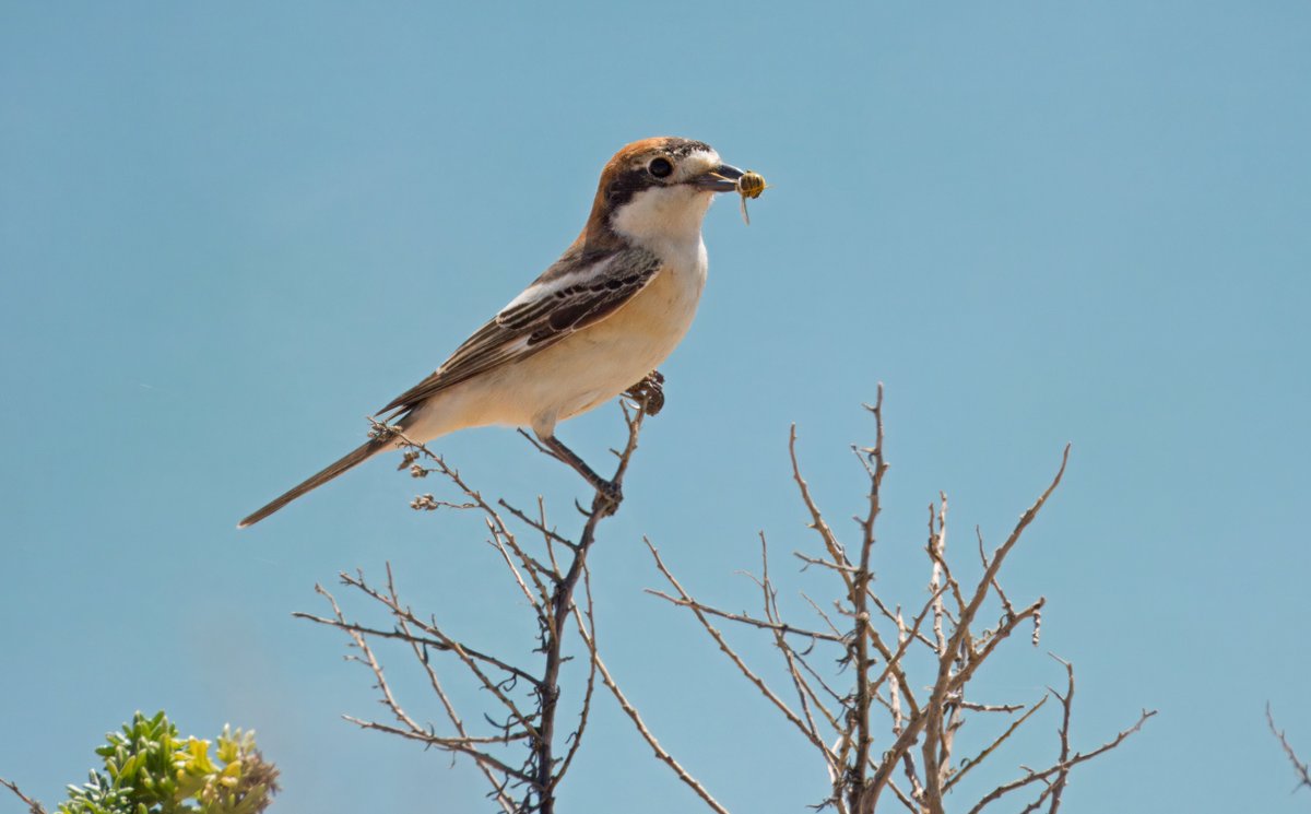 Woodchat Shrike. Faro, Portugal