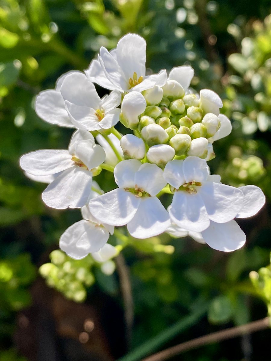 ☀️🌿🐝🦋May your day burst into bloom!🌞🪻🎶♥️#flowers #gardening #NaturePhotography #pollinators Candytuft - Iberis sempervirens