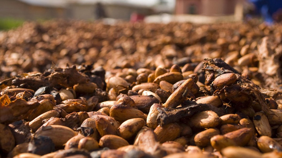 Le prix du cacao durable fait débat à la Conférence mondiale de Bruxelles rfi.my/AXjm.x