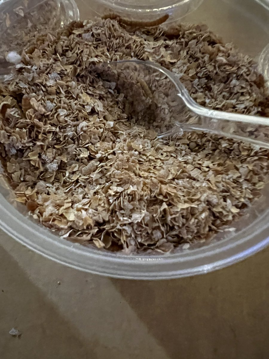 Mealworms are here! Bring on the observation of complete metamorphosis <a href="/TimbercrestElem/">Timbercrest Elementary School</a>! #MrsMillsClass