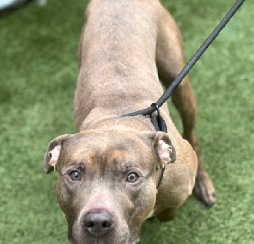 He's suffering with pneumonia and is not eating, S'Getti 196951 is in need of urgent help getting out of NYCACC alive. TBK Thursday, a handsome and well behaved 4 year old who greets with soft body and a wagging tail, he takes treats gently and is easily removed and returned to