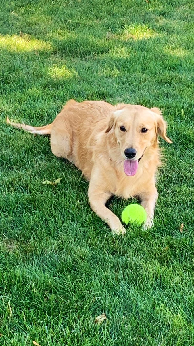 Visiting my sister and we took Kelly to the park…so beautiful out☀️Happy #TongoutTuesday from Kelly🌸🩷 #Kelly💛 #GoldenRetriever🥰🥰 #TOT #Love♥️