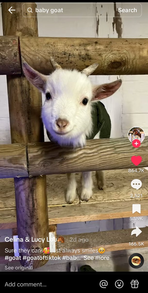 I just saw this on my fyp. And this goat reminded me of yunha 😭