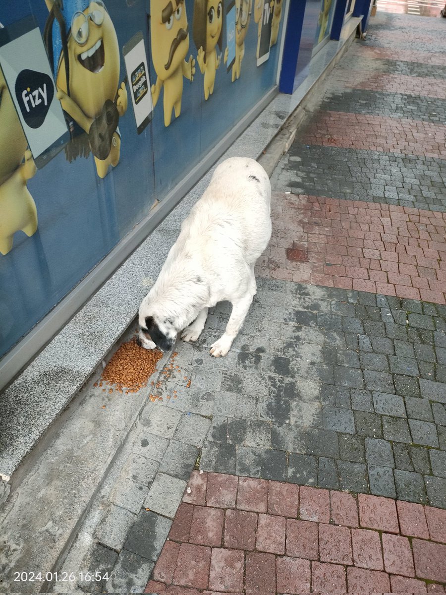 Kısırlaştırmaya gidecek yavrum Panda. 1 sene önce ilçede belirdi, o günden beri bakıyorum. Benim çok canımı yok ettiler, biri daha yok edilmesin diye çabalamak zorundayım. Kısır, 4 senedir baktığım canlarımı yok ettiler, Panda'nın bu şekilde hiç şansı yok şu an.