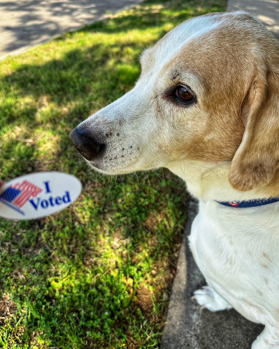 Seguin was disappointed the “I Voted” sticker was not a treat. Civic duty ☑️ #prospervotes #educatorsvote