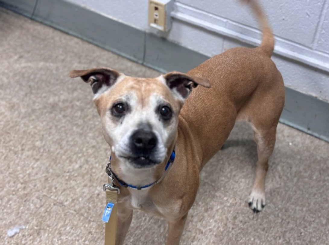 🐾8-y/o Bubbles listed for medical - pneumonia & mammary masses. Found as a stray, came in wagging, hoping for attn. 2nd best behavior rating. Good on leash, friendly w/ strangers & dogs & ok for kids 5+. Available to foster or adopt. Needs offer by *4/25* nycacc.app/#/browse/196052