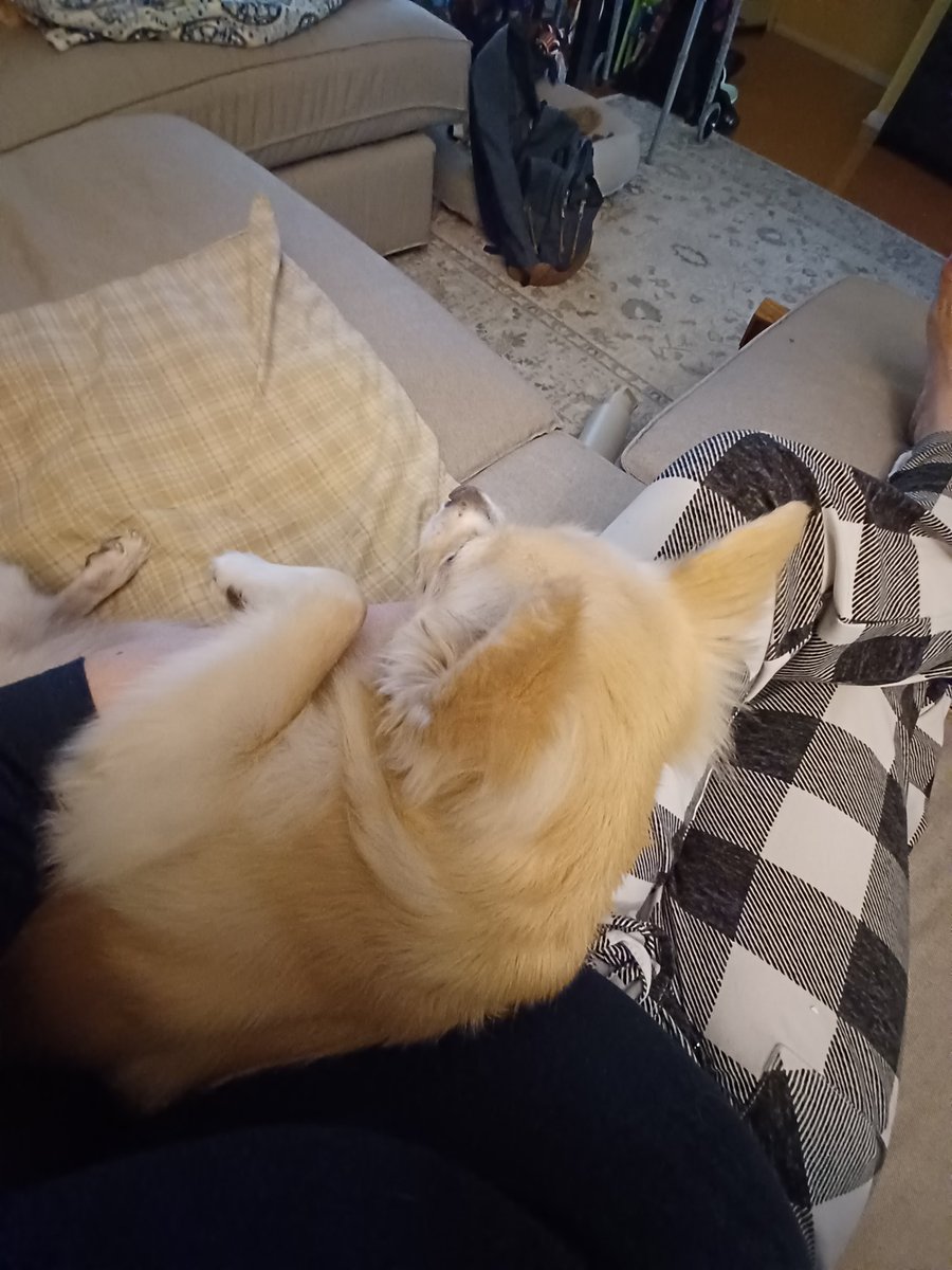 pin_suki's tweet photo. Sorry for the hiatus, frens. Gramma is suffering. Mama and Sis are sharing caring for her. I am still 'glected, but the #marrowbone and #cookies make up for some of the pain. Also, we have the #BestNeighbors - Front yard is cut! ☺️ #DogsofX #Dogsoftwitter ❤️ https://t.co/dhWzxCnThr