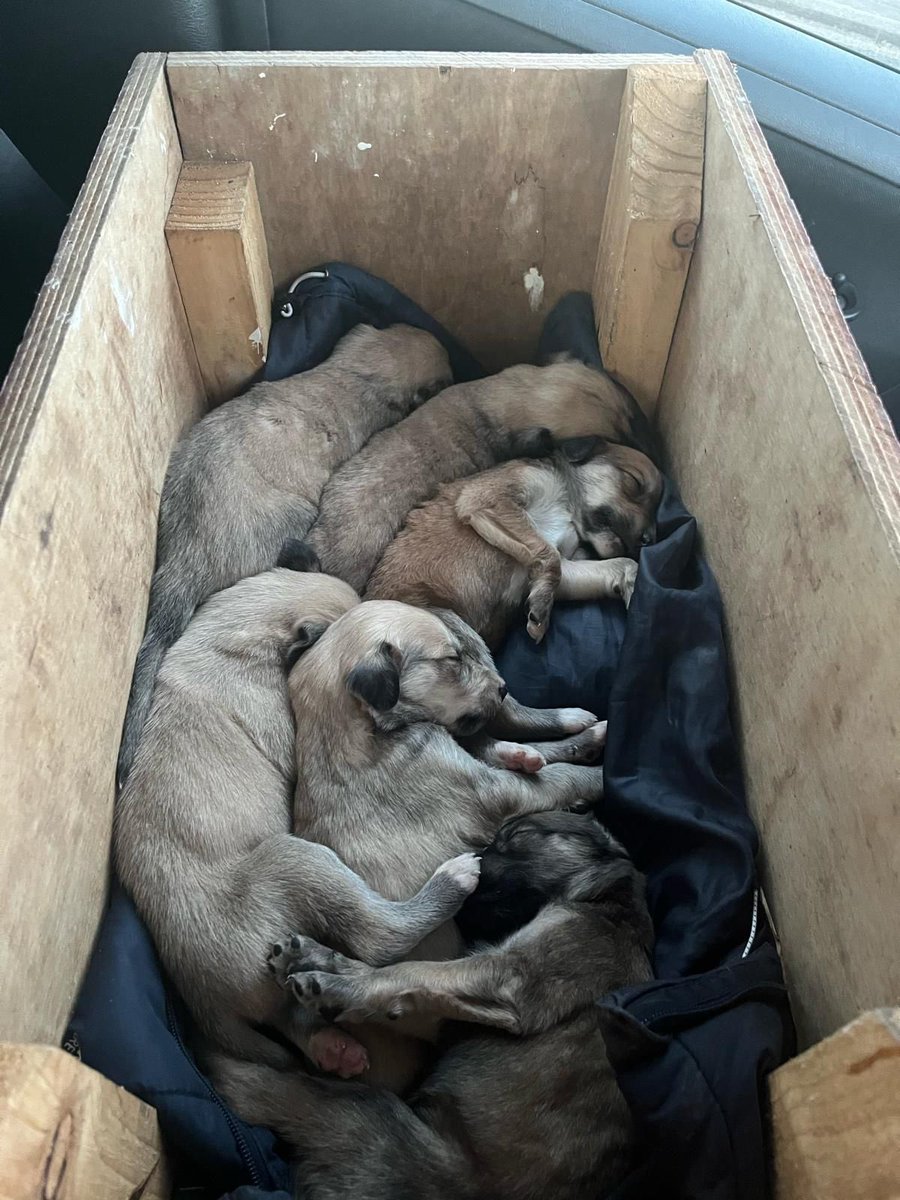 Puppies 💔💔💔💔💔💔💔💔💔 This evening we had to rush to get these 6 poor puppies to safety after their mother had died. A very sad situation 💔 They are barely two weeks old. Just heart broken for them 💔💔 Please donate towards these precious little orphans 💔💔💔…