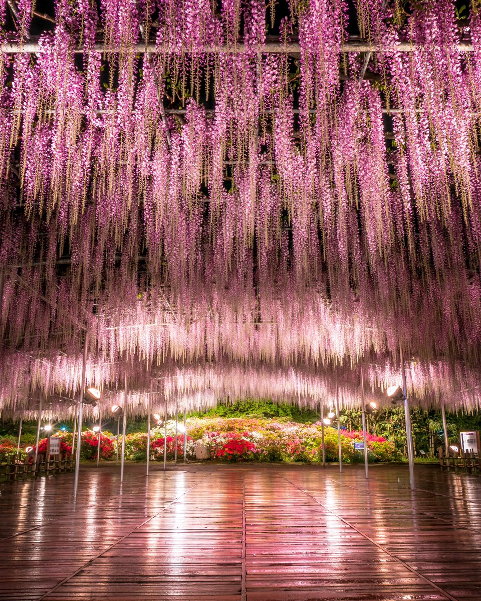 おはようございます☀️ #週末フォトグラファー の採用担当Hです📸✨水曜よろしくお願いいたします🙏✨ 写真は昨年のものですが、 #あしかがフラワーパーク  の #奇蹟の大藤 です✨今年は見頃がGWに当たってしまったので行くか行かないか悩み中。。笑😂✨ #MAGのある暮らし #企業公式相互フォロー