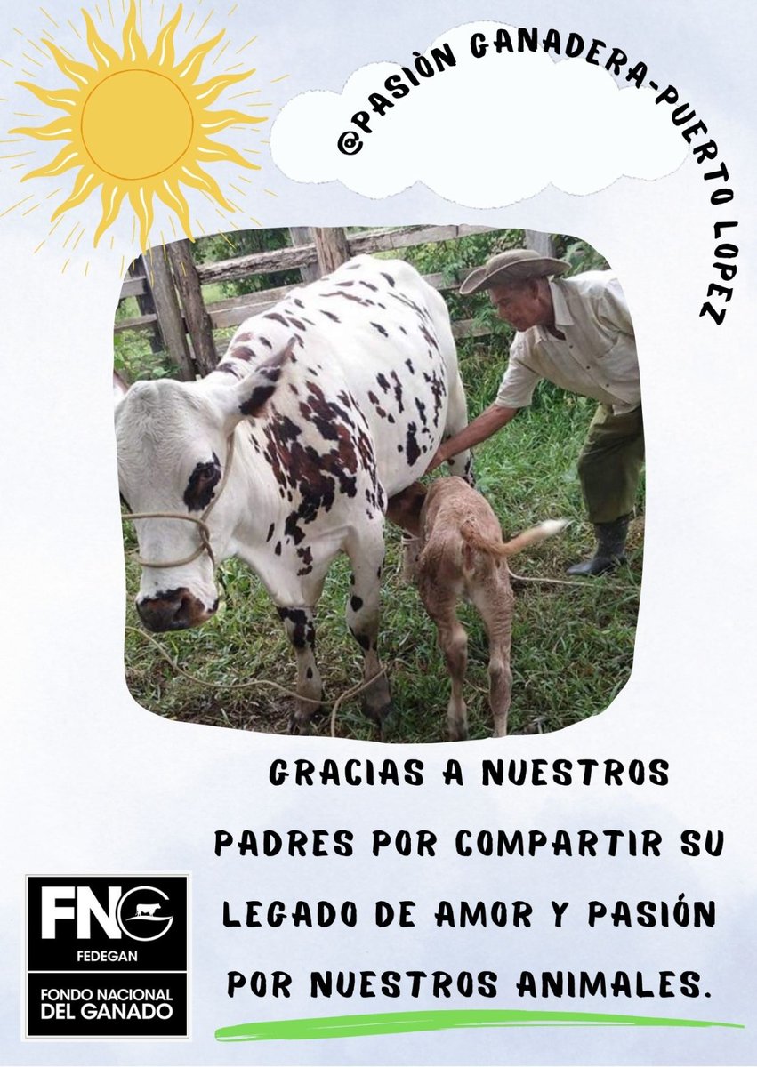 Gracias a nuestros padres por enseñarnos el amor por la ganadería. Sigamos su ejemplo y cuidemos esta herencia con pasión y respeto. 🐄🌿#OrgullosamenteGanaderos @Fedegan @jflafaurie @PLCartagenaGana
@PlMojana
@MagangueG
@Plsjnepo_gan
@marcosganadero
@plsinceganadero