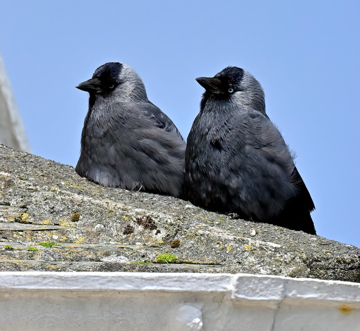 A pair of Jackdaws on a Cornish roof. 😊🐦