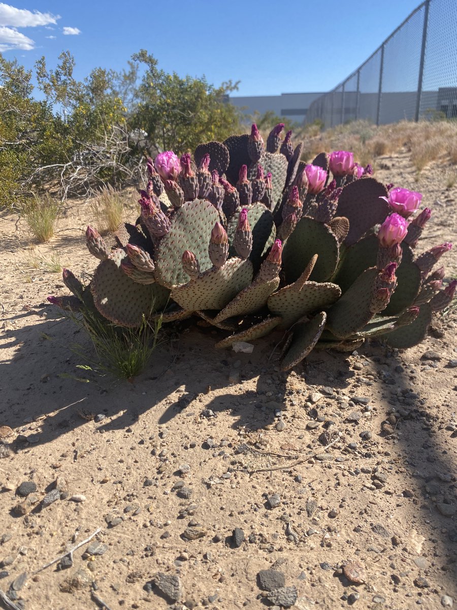 Who says the desert isn't pretty? #PricklyPearCactus #OfficePlants