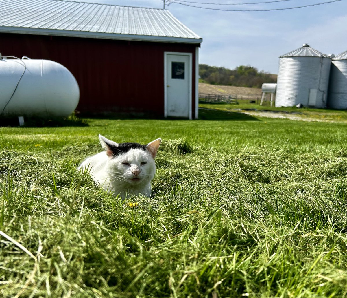 The grass was cut and now I’m annoyed.