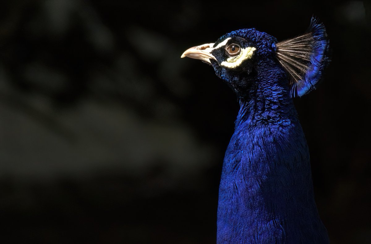 Proud as a Peacock in #NYC #Birds #Color #Iridescence #Nature #BirdsofTwitter #TwitterNatureCommunity