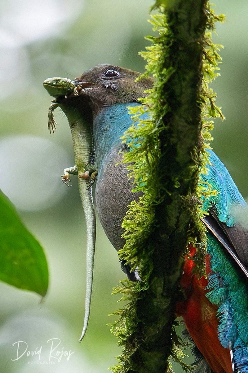 Llegando con el alimento fresco, así de triste es la vida en la naturaleza, y más para esta abronia que será el alimento que mamá Quetzal le llevará a sus pichones para que crezca grande y fuerte.
Refugio del Quetzal en San Marcos #Guatemala