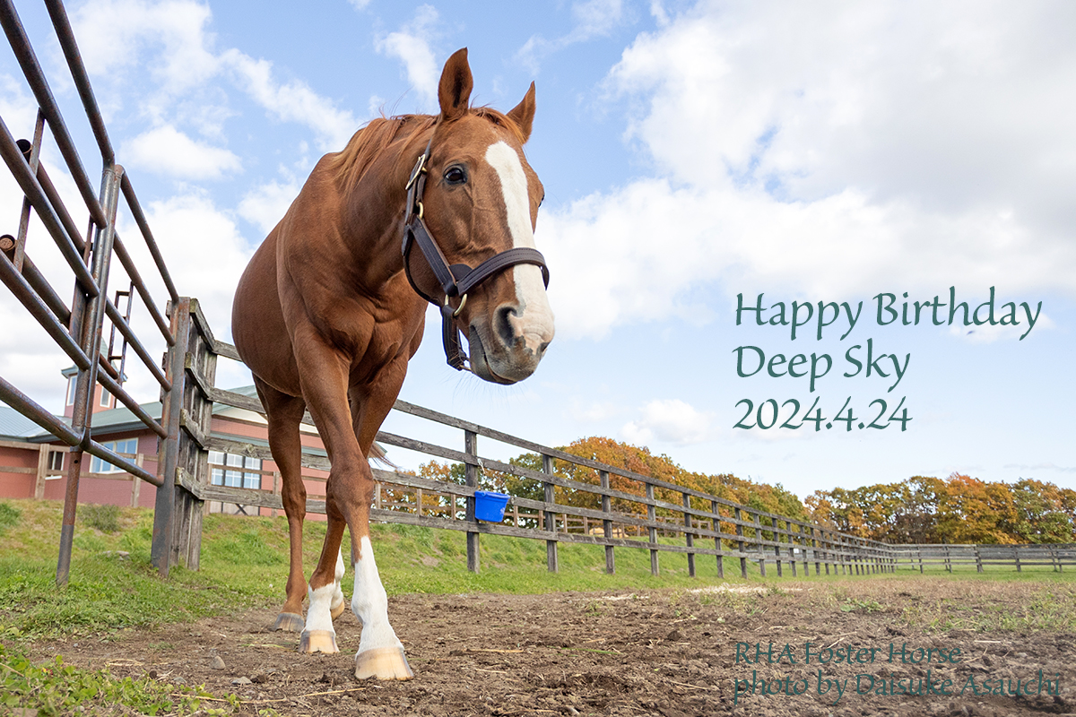 本日4月24日は #ディープスカイ の誕生日です。19歳になりました🎂 おめでとう！ この1年も元気に過ごしてね！
#引退馬協会 #フォスターホース