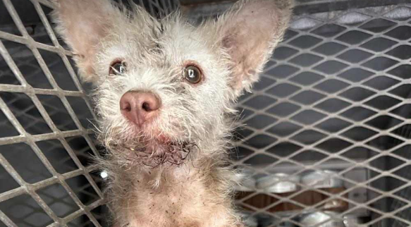 Cannoli is safe , PVAS updated RELEASED TO RESCUE🎊🎉🎈🎊Keep him in your hearts,thoughts & prayers ,his injuries are severe ❤️🙏😭Full update will follow as soon as we know which rescue team rushed to the rescue🙏