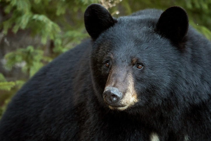 WVU urges caution after bear sighting reported on campus trib.al/VHhuOBt