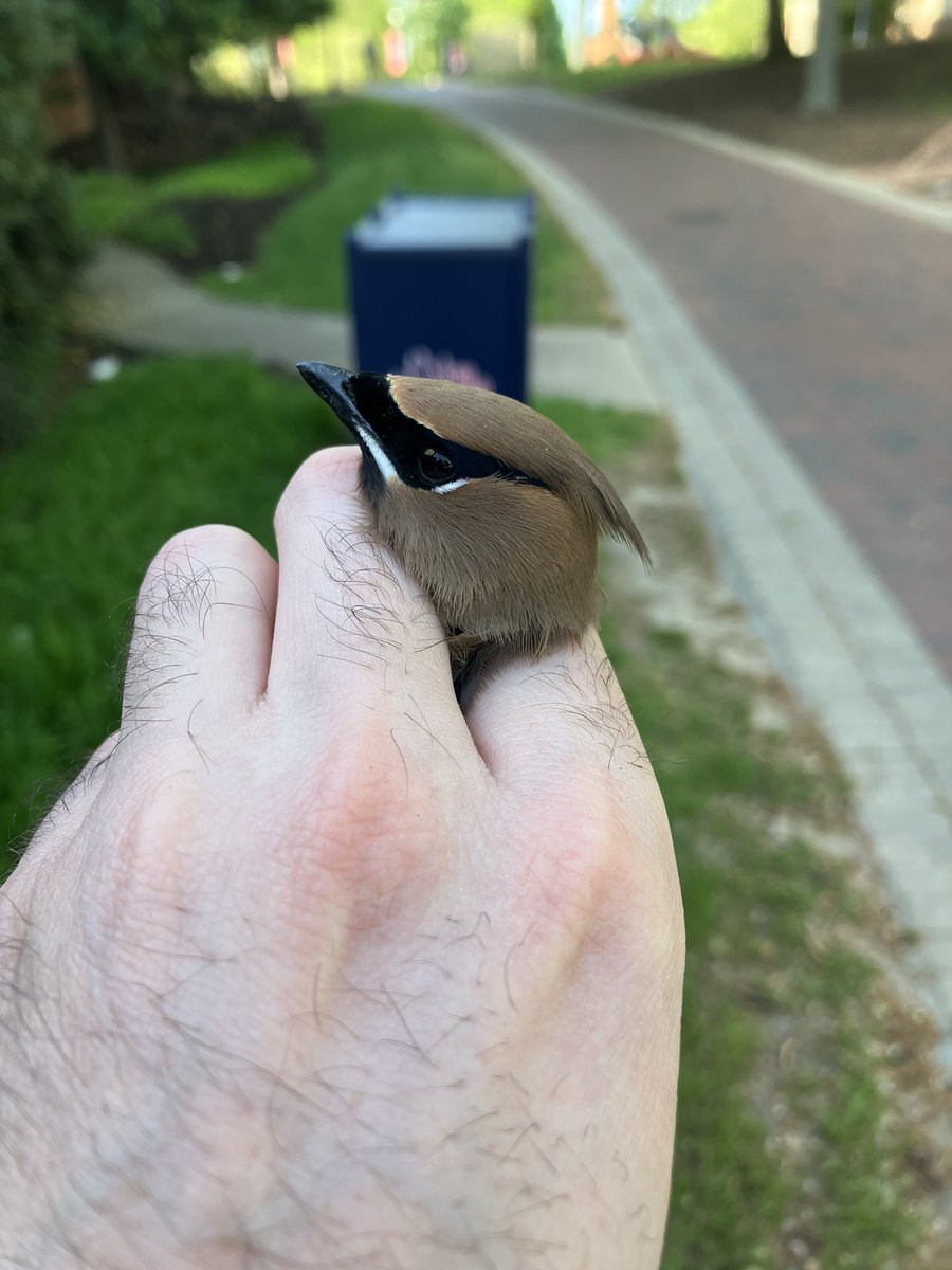 Stephen Ferguson tweet media