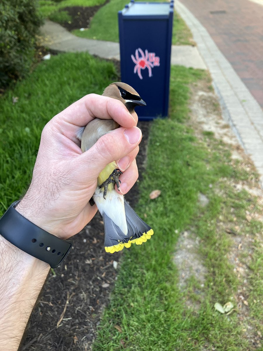 Stephen Ferguson tweet media