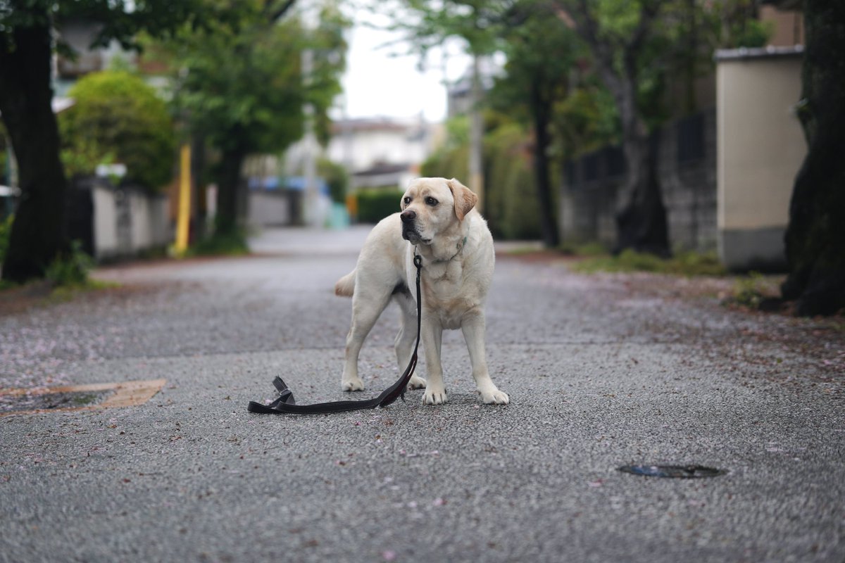 きょうも実家から公園までのあさんぽ。

#ラブラドールレトリバー
#犬のいる暮らし
#大型犬
#京都
#labradorretriever
#sonyzve10
#sigma56mmf14