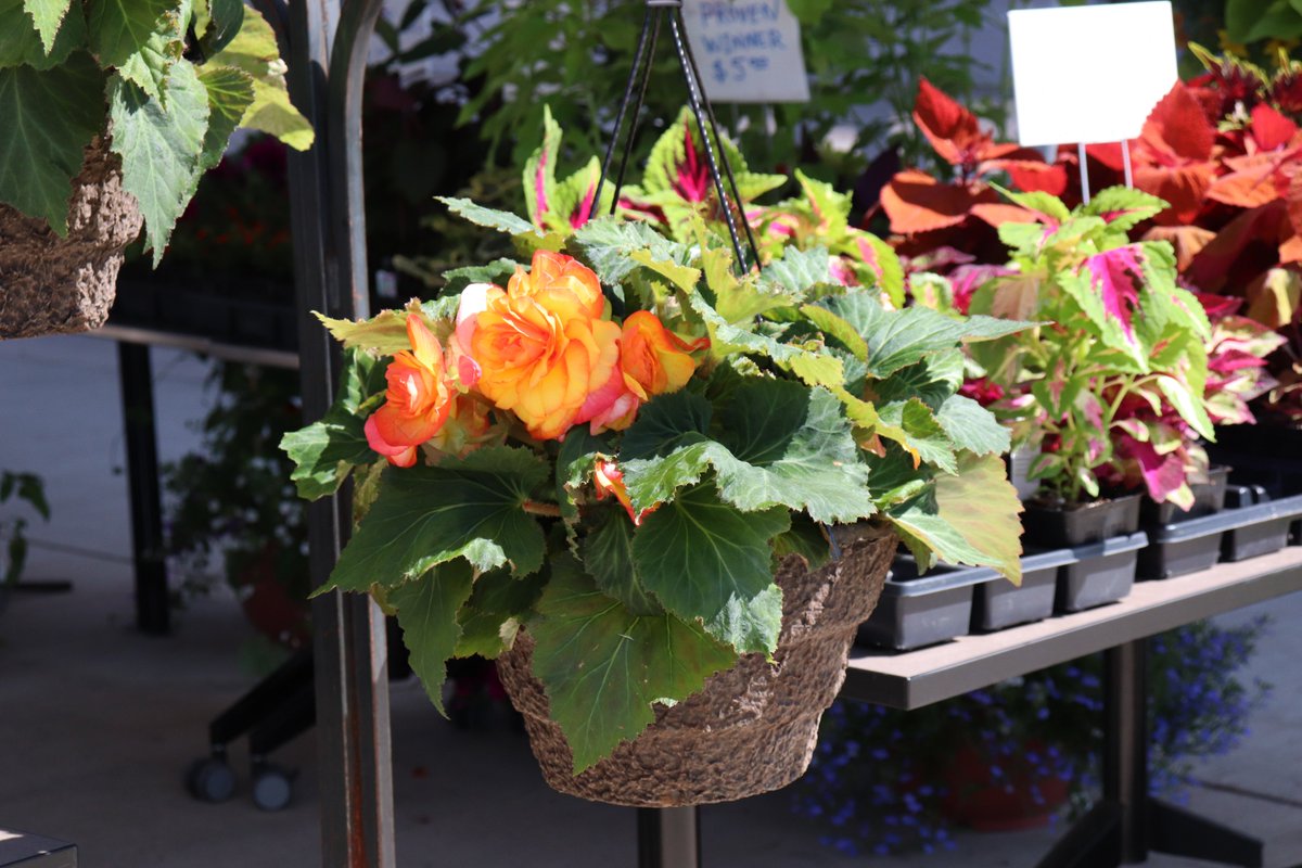 Get ready, plant enthusiasts! Chemeketa’s Horticulture program is gearing up for another epic plant sale tomorrow, April 24th, from 10am to 1pm. Swing by the Ag Hub (Bldg. 60) every Wednesday for your much-needed green therapy!