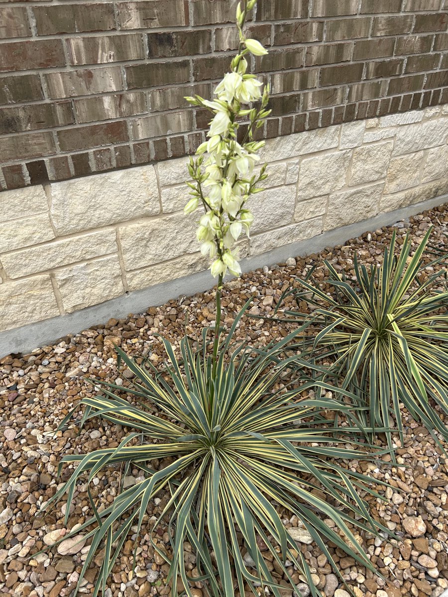 More blooms on the Yucca! #SimplePleasures