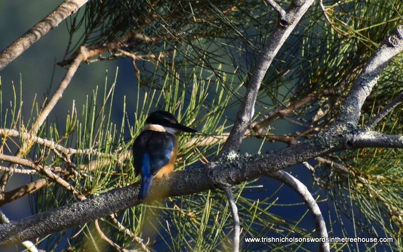 Kōtare found a discreet spot in the casuarina to warm himself in the early morning sun. A still, sunny day, cool in the shade. #birds #nature