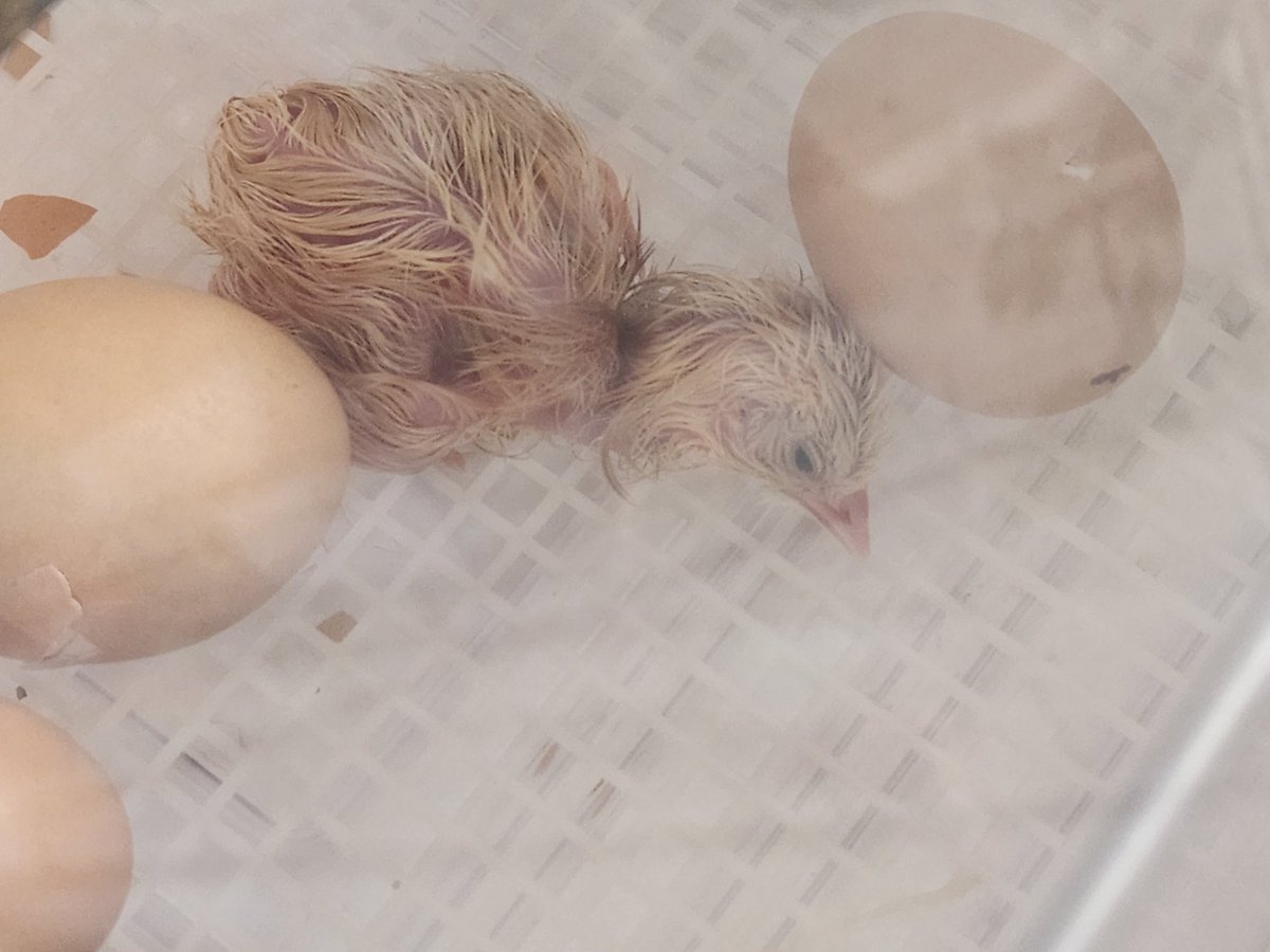 So so cool to have a front row seat to hatching! We lucked out and my 5th grade class got to see one hatch at the end of the day after testing. 🐣 <a href="/Humble_Science/">Humble ISD Elementary Science</a> <a href="/HumbleISD_GE/">Groves Elementary</a> <a href="/Angela_bland1/">Angela Bland</a> <a href="/stephanie_dye11/">Stephanie Dye</a> <a href="/wheelerteaches/">𝙲𝚘𝚍𝚢 𝚆𝚑𝚎𝚎𝚕𝚎𝚛</a>