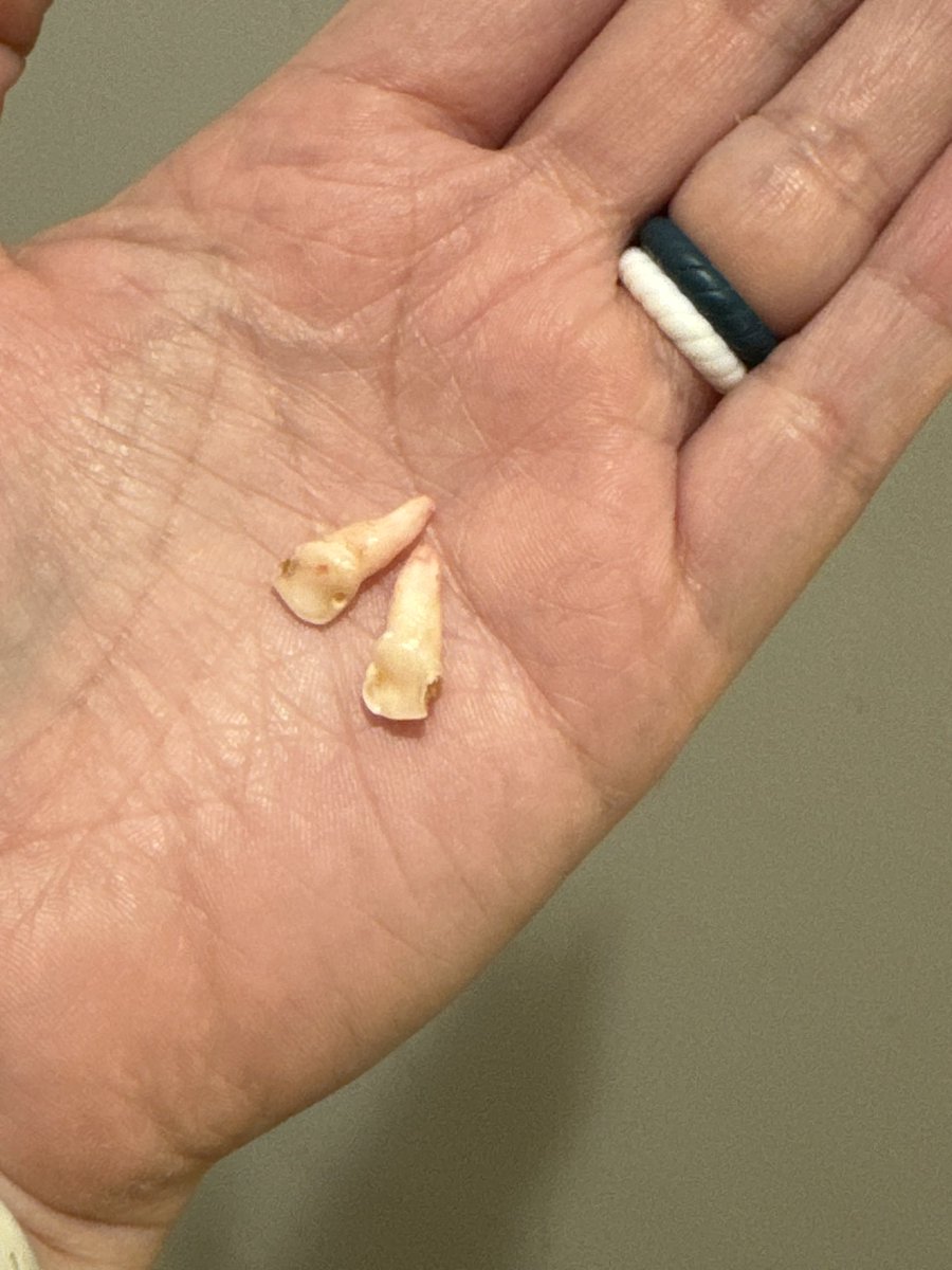 MintieMiller's tweet photo. My youngest is now Toothless. https://t.co/d6OLs5nwOB