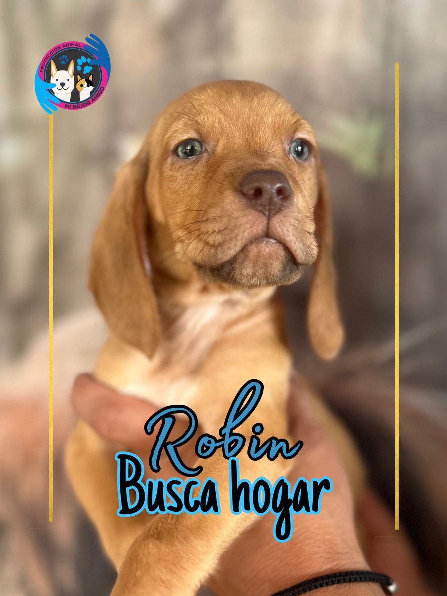 Para morir de amor 💙🩷 Buscamos hogares bellos para ellos y ellas, son divinos, vacunados, desparasitados y con compromiso de esterilización, si deseas cambiar tu vida y la de ellos, por favor escribe al WhatsApp 📲 3118009018